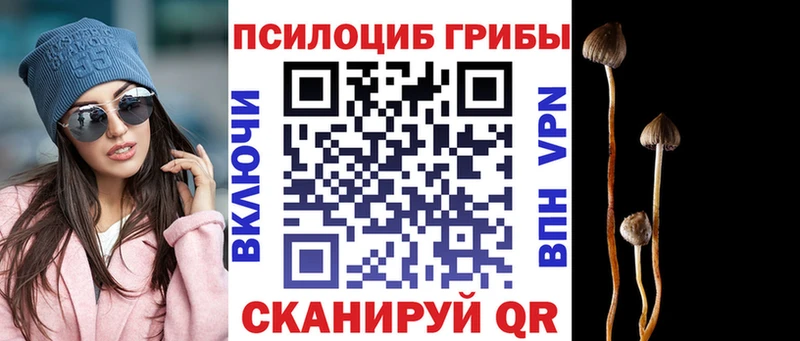 Псилоцибиновые грибы Psilocybe  Цоци-Юрт 